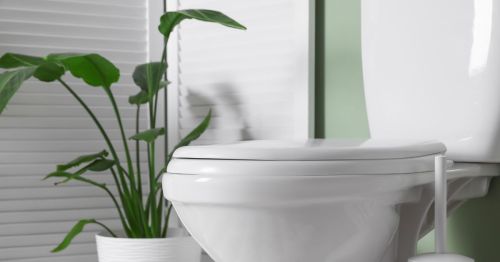 Close up of toilet and a housplant in a restroom with a green wall in the background