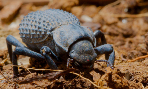 A close-up of a blue, spiky beetle crawling on the ground among dirt and debris.