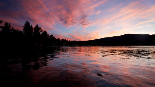 A serene lake at sunset, reflecting vibrant pink and purple skies, with a lone duck swimming in the water.