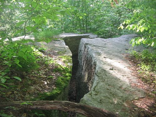 A large, cracked rock surrounded by lush green foliage in a forested area.