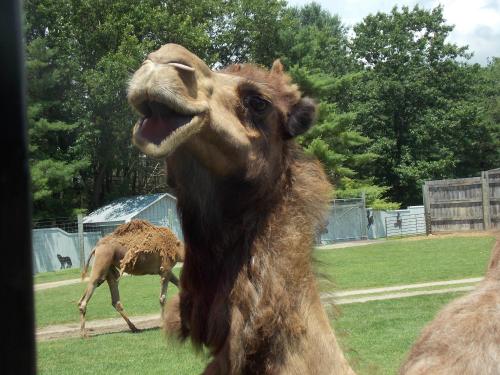 A close-up of a camel with its mouth open, set against a green field and trees in the background.