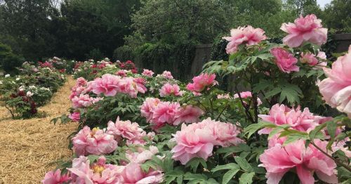 A vibrant garden filled with blooming pink peonies, surrounded by lush greenery and a rustic fence in the background.