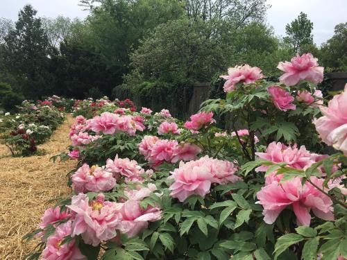 A vibrant garden filled with blooming pink peonies, surrounded by lush greenery and a straw-covered path.