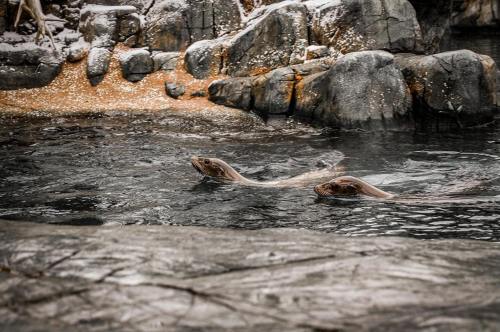 Two seals swim in a rocky, snow-dusted habitat with dark water and textured stones around them.