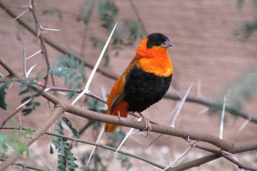 A vibrant bird with an orange and black plumage perched on a thorny branch.