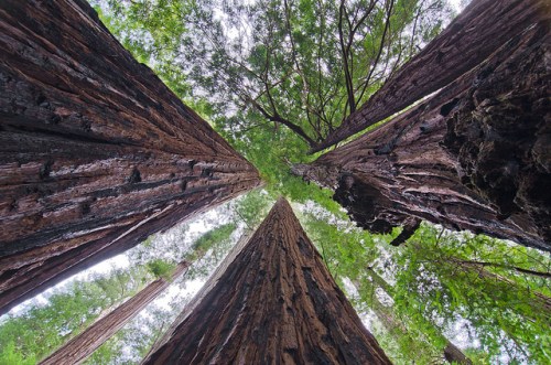 Looking up at towering redwood trees with a canopy of green leaves above, creating a serene forest scene.