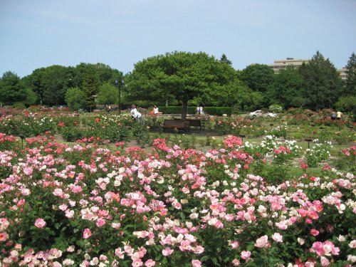 A vibrant rose garden in full bloom, featuring pink and white roses with lush green trees in the background.