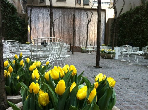 A serene courtyard with yellow tulips in the foreground and a waterfall backdrop, surrounded by modern seating.