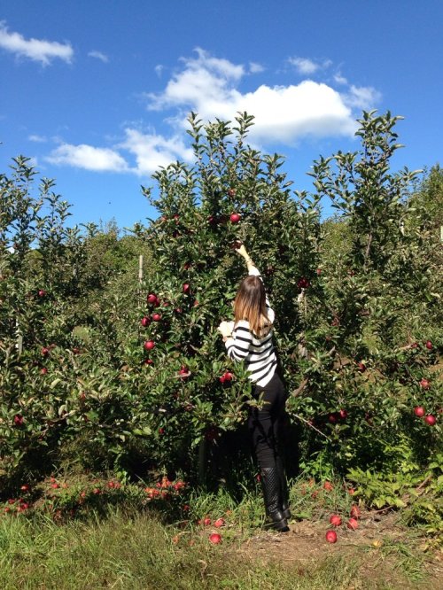 A person in a striped shirt picks apples from a tree in an orchard under a blue sky with fluffy clouds.