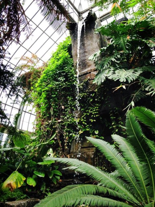 A lush indoor garden featuring a waterfall surrounded by vibrant green plants and ferns.