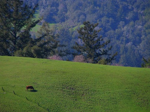 A lone cow grazes on a lush green hillside surrounded by trees and rolling hills in the background.