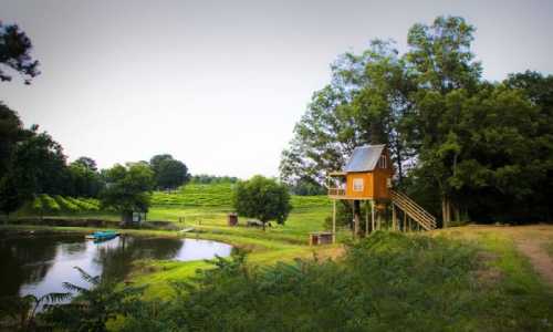 A charming treehouse by a serene pond, surrounded by lush greenery and vineyards in the background.