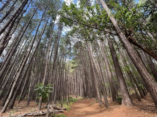 Tall trees line a narrow path through a forest, with a clear blue sky visible above the canopy.