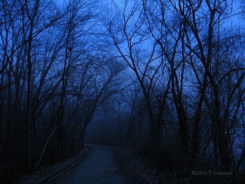 A dark, misty path winding through bare trees under a blue twilight sky.