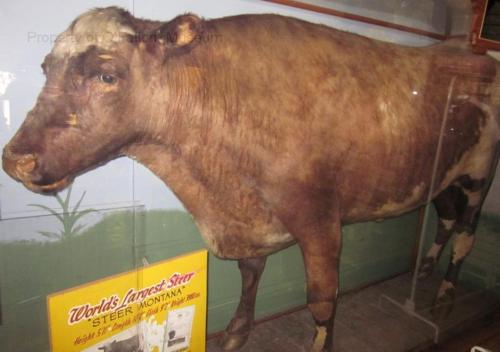 A mounted steer displayed in a museum, with a sign reading "World's Largest Steer" in front of it.