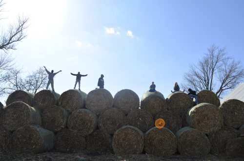 Silhouetted figures play on large hay bales against a clear blue sky, with trees in the background.