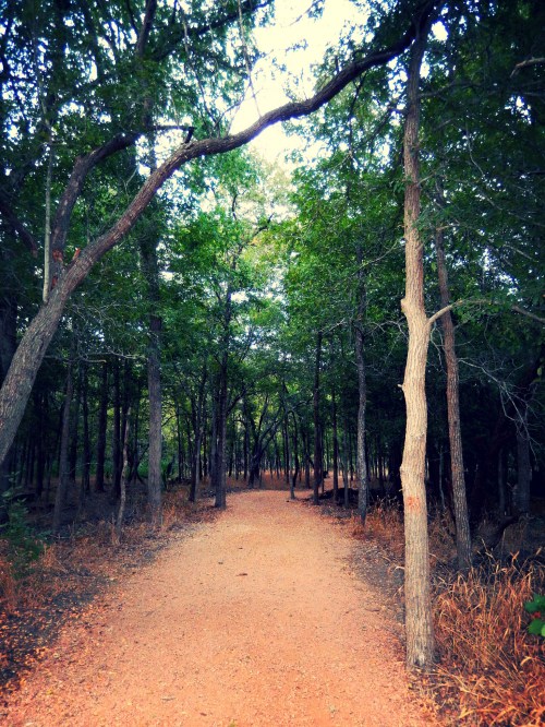A winding dirt path through a dense forest, surrounded by tall trees and patches of dry grass.