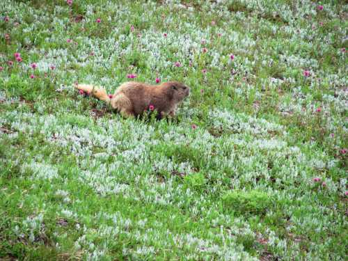 A groundhog forages in a vibrant field of green grass and pink flowers.