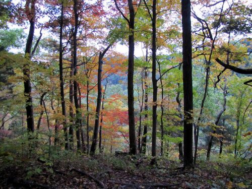 A serene forest scene with tall trees displaying vibrant autumn foliage in shades of orange, yellow, and red.