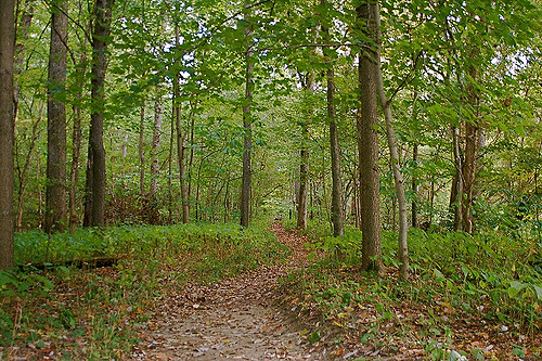 A serene forest path winding through lush green trees and foliage, with fallen leaves scattered on the ground.