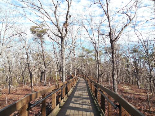 A wooden boardwalk leads through a forest of bare trees under a partly cloudy sky.