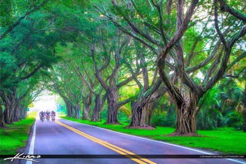 A scenic road lined with lush trees, with cyclists riding in the distance under a vibrant green canopy.