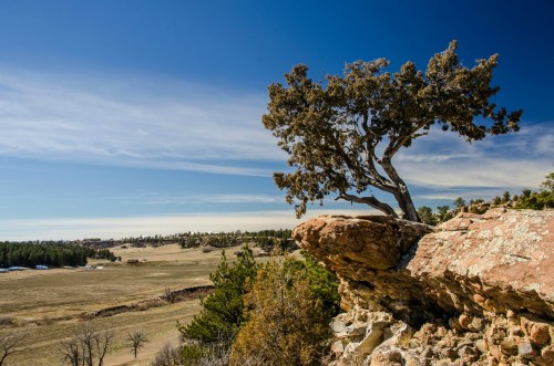 A solitary tree grows on a rocky outcrop, overlooking a vast landscape of fields and distant forests under a blue sky.