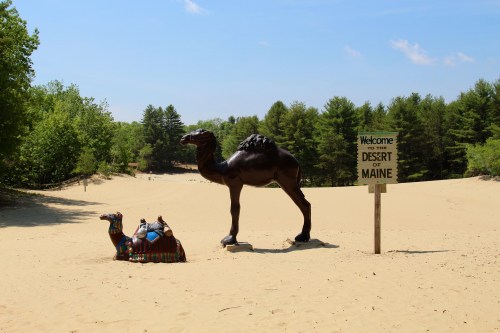 A camel statue next to a sign reading "Welcome to the Desert of Maine," set in a sandy landscape with trees in the background.