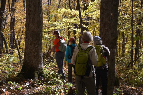 A group of hikers walking through a colorful autumn forest with vibrant leaves and tall trees.