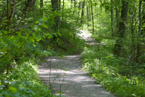 A winding gravel path through a lush green forest, surrounded by trees and foliage.