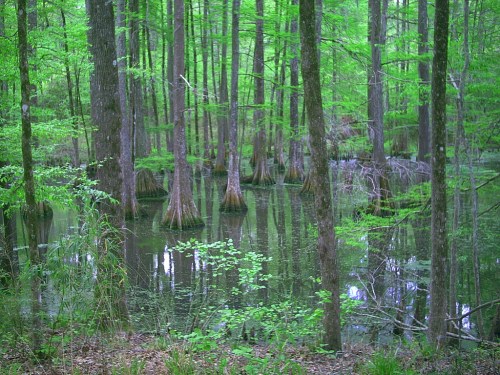 Lush green swamp with tall trees and water reflecting the vibrant foliage.