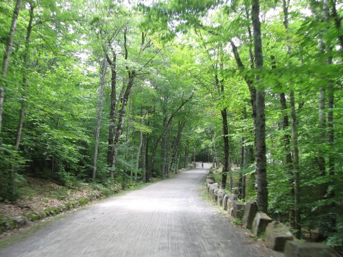 A serene dirt path winding through a lush green forest, lined with trees and stones on either side.