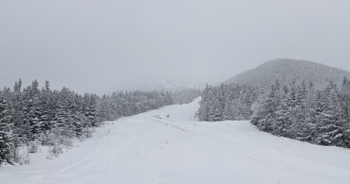 A snowy landscape with a winding road surrounded by tall evergreen trees and distant mountains under a gray sky.