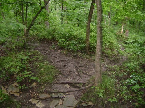 A forest path with exposed tree roots, surrounded by lush greenery and trees.