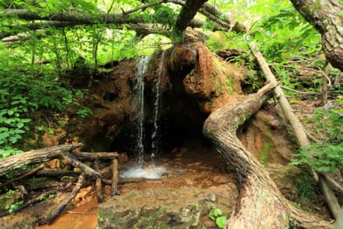 A small waterfall cascades over rocks, surrounded by lush green foliage and fallen tree branches.