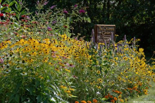 A vibrant flower garden filled with yellow and purple blooms, featuring a sign for "The Children's Garden."