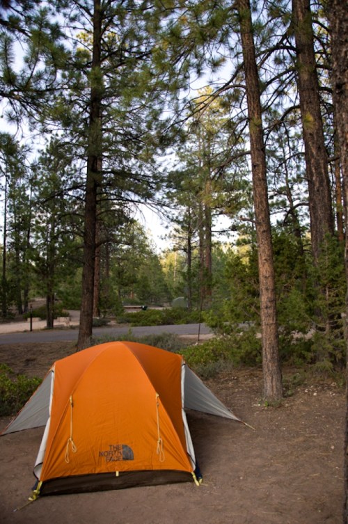 An orange tent set up in a forest clearing surrounded by tall pine trees.