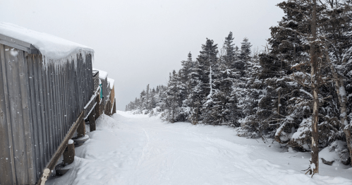 A snowy path lined with trees, leading away from a wooden structure under a gray, overcast sky.