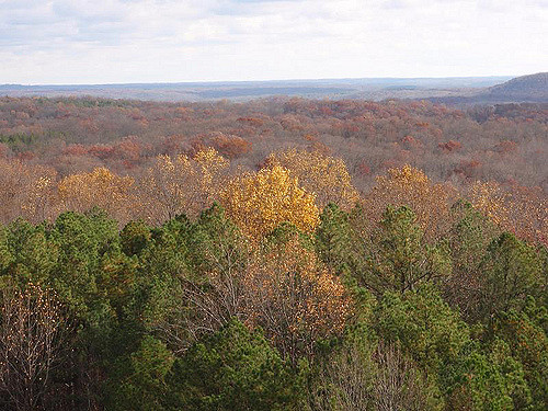 A panoramic view of a forest in autumn, showcasing vibrant orange and yellow leaves among green pine trees.