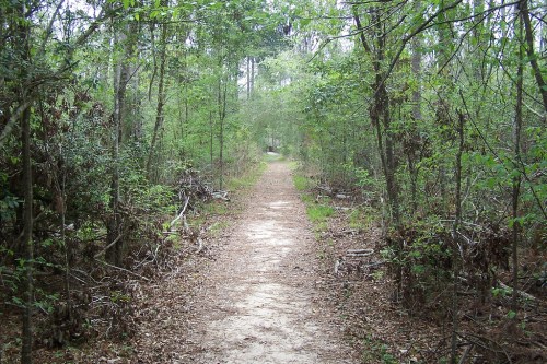 A narrow dirt path winding through a lush green forest, surrounded by trees and underbrush.