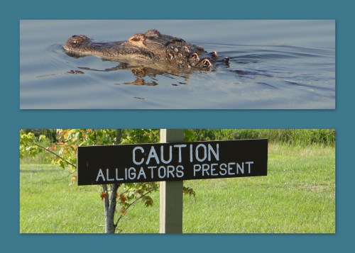 An alligator swims in water above a sign warning "Caution: Alligators Present" in a grassy area.