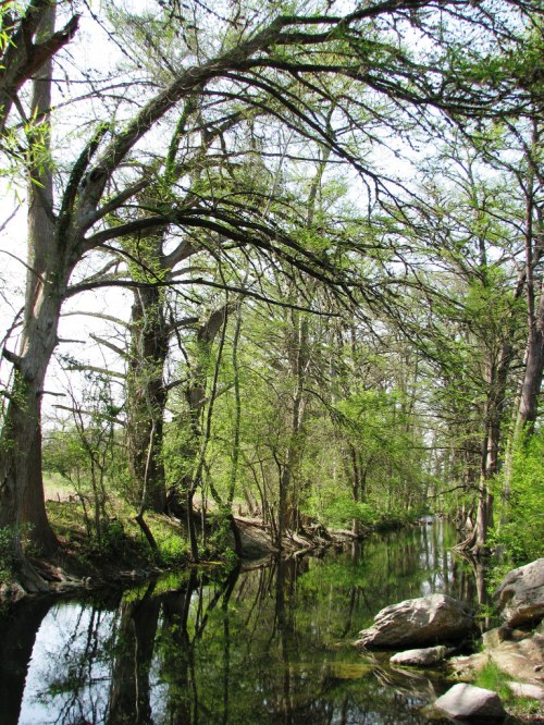 A serene river flows through a lush, green forest with tall trees and rocky banks reflecting in the water.