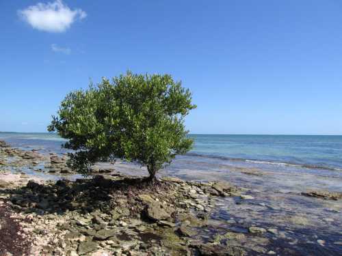 A lone tree stands on rocky shorelines by the calm blue sea under a clear sky with a few clouds.