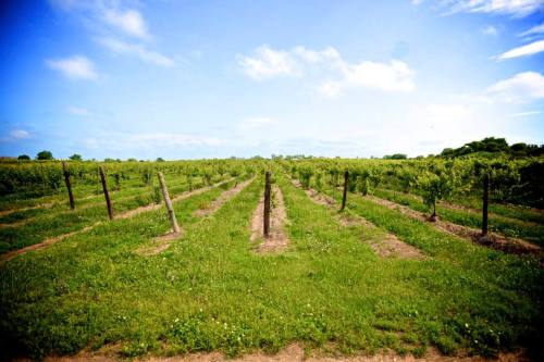 A lush vineyard with rows of grapevines under a blue sky and scattered clouds. Green grass lines the pathways.