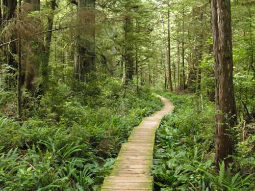 A winding wooden path through a lush green forest, surrounded by tall trees and ferns.