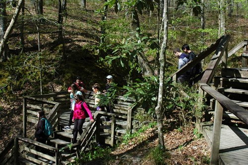A group of people walking on wooden steps through a lush, green forest.