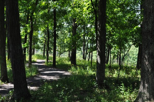 A serene forest path winding through tall trees and lush greenery under bright sunlight.