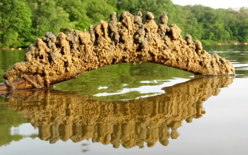 A moss-covered log arches over calm water, reflecting greenery and the log's texture in the serene landscape.