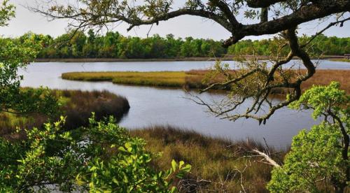 Lush green marshland with a calm river, framed by tree branches and grasses under a clear sky.