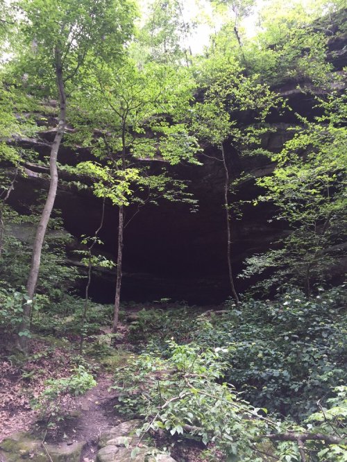 A lush forest scene with trees and greenery surrounding a dark cave entrance.